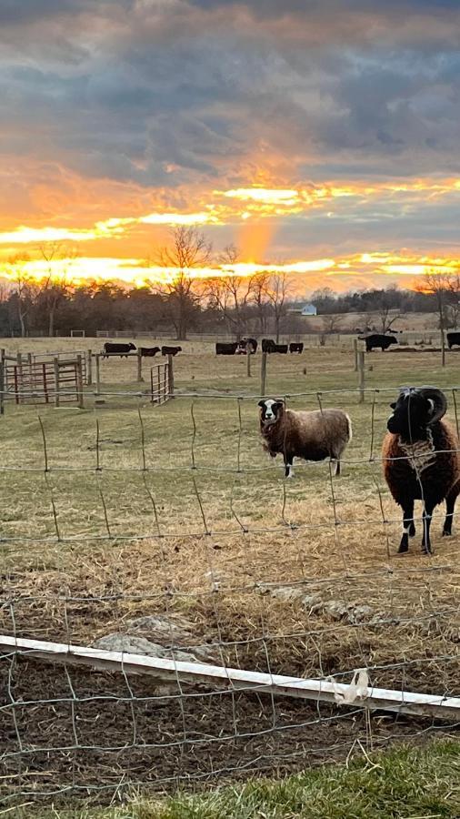 Shenandoah Valley Glamping - Amazing Views - Farm Edinburg Dış mekan fotoğraf
